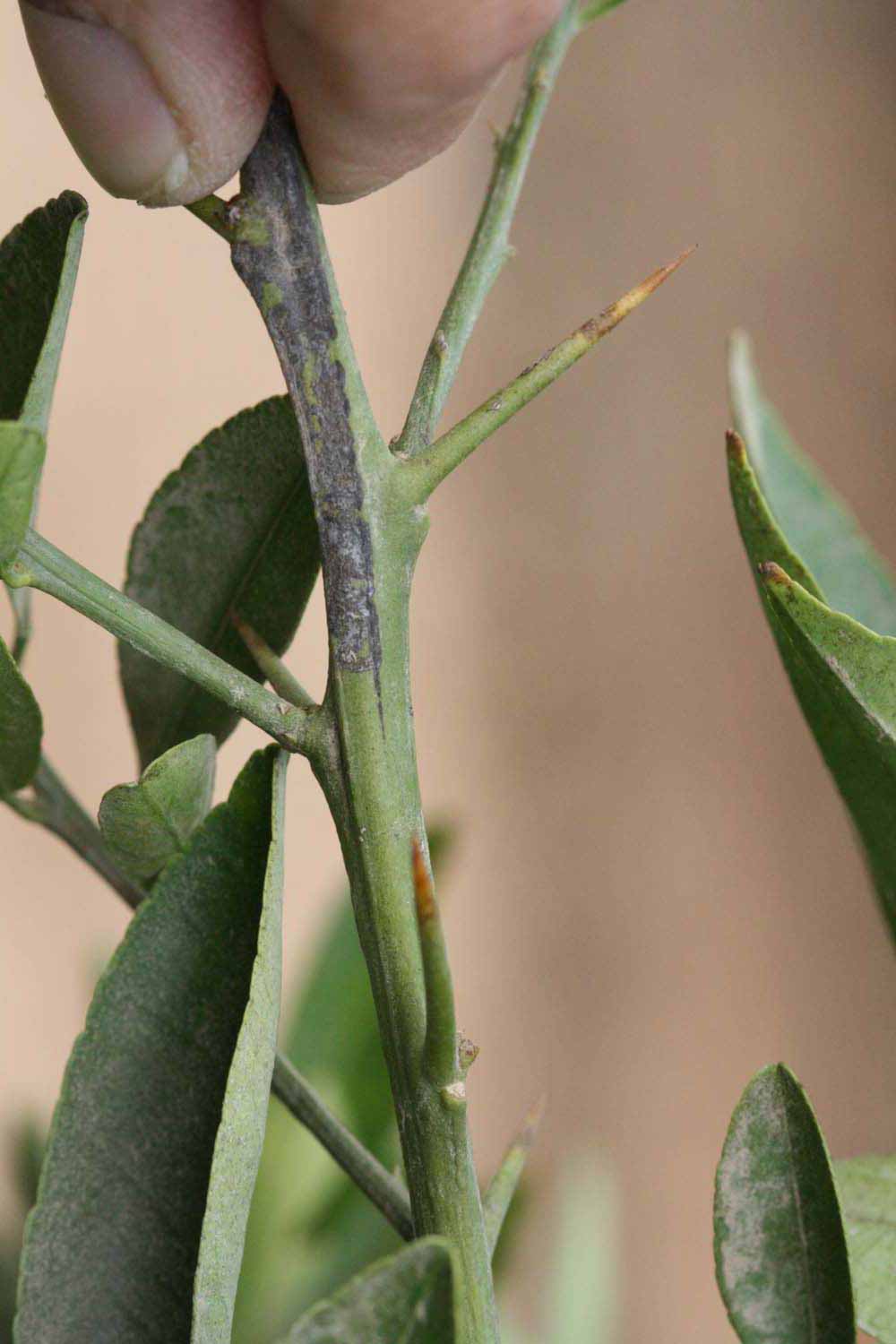            First year twig (Riverside, CA)   